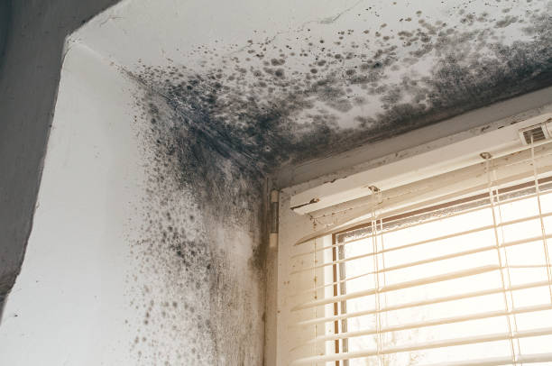 Affordable Mold Removal solutions in Marshall, VA